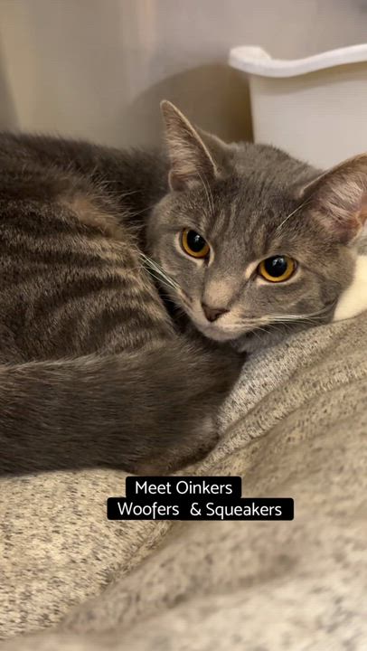 Enlarge Oinkers Woofers Squeakers, a Adoptable Domestic Short Hair in Cincinnati, OH video 5/5