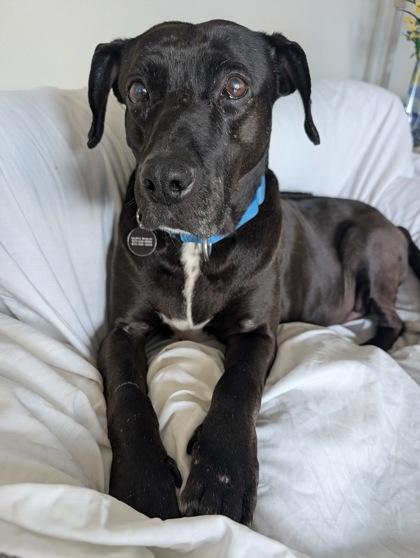 Vada, a Adoptable mixed breed in Bellevue, WA image 1/3