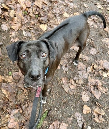 Enlarge Vada, a Adoptable mixed breed in Bellevue, WA image 1/3
