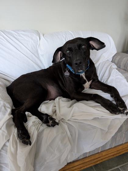 Enlarge Vada, a Adoptable mixed breed in Bellevue, WA image 2/3