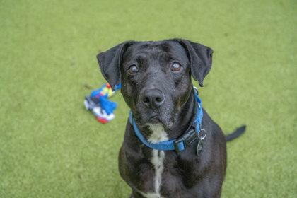Enlarge Vada, a Adoptable mixed breed in Bellevue, WA image 3/3