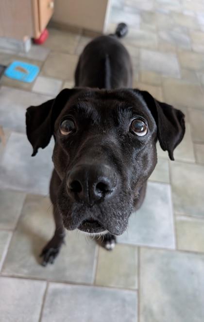 Vada, a Adoptable mixed breed in Bellevue, WA image 2/3