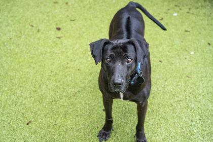 Vada, a Adoptable mixed breed in Bellevue, WA image 3/3