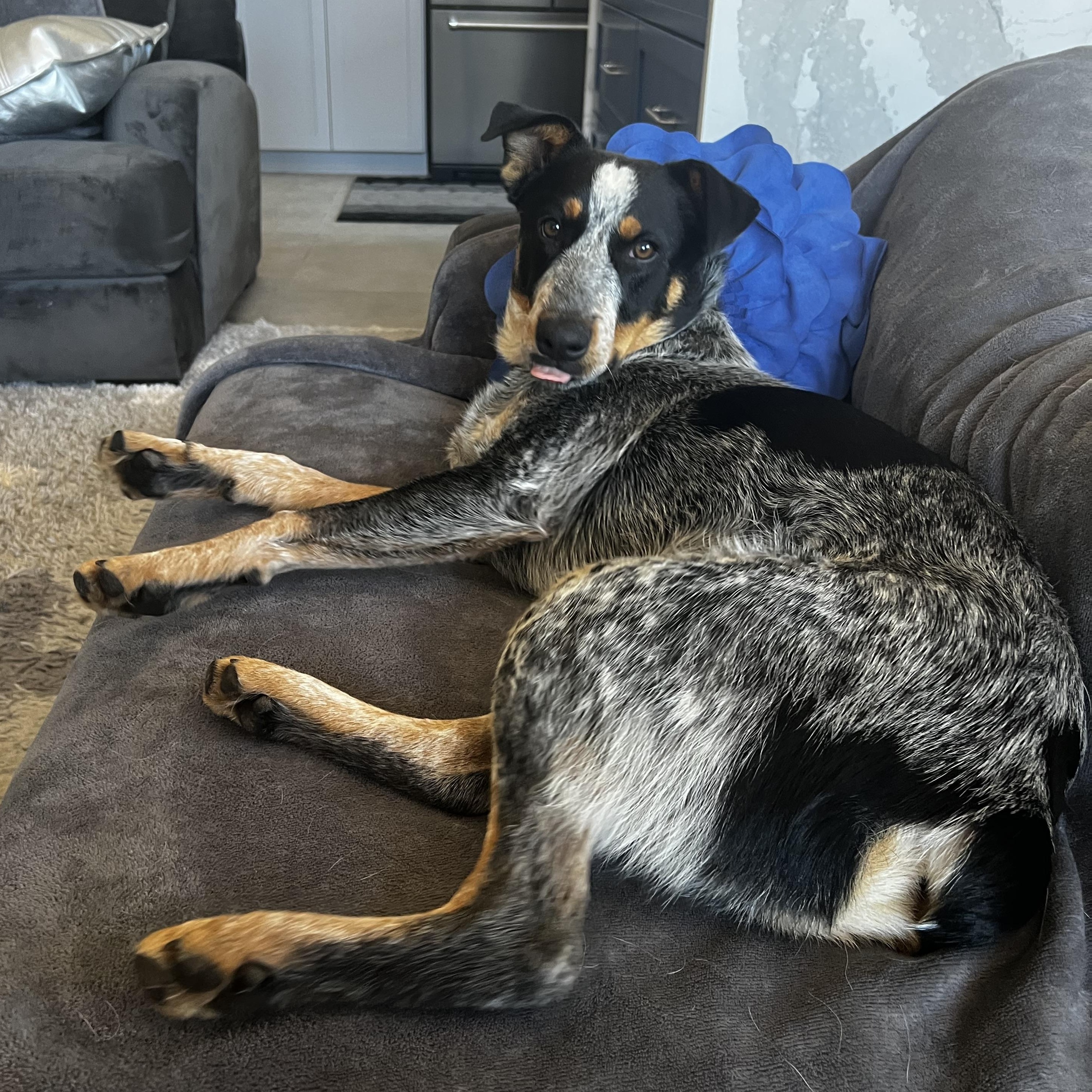 Shadow, Adoptable, Puppy Male Australian Cattle Dog / Blue Heeler.