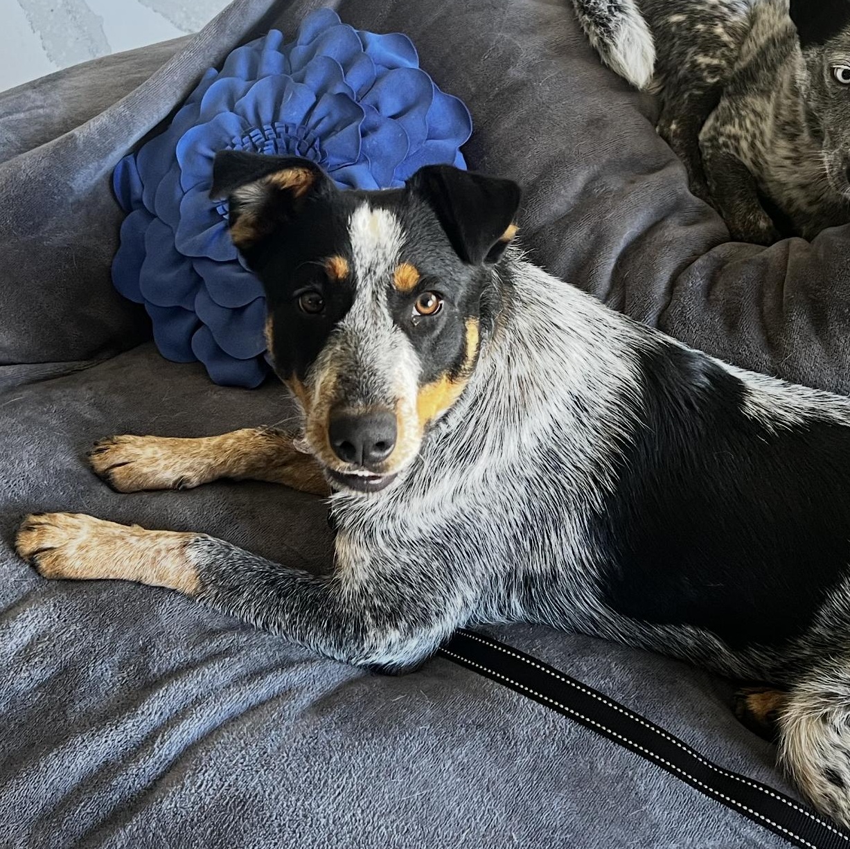 Shadow, a Adoptable Australian Cattle Dog / Blue Heeler in Scottsdale, AZ image 3/3