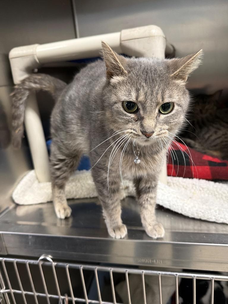 Lucille, Adoptable, Adult Female Domestic Short Hair.