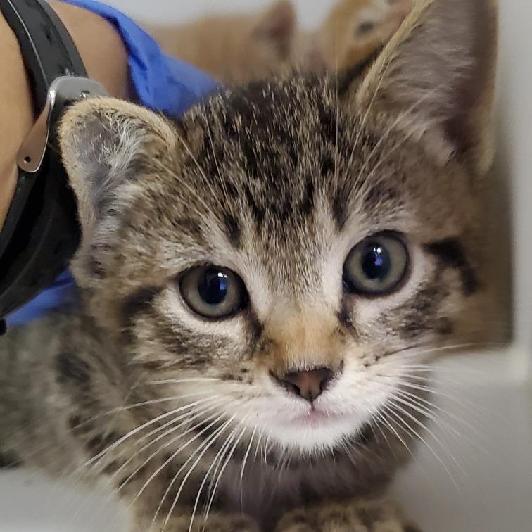 Sami, Adoptable, Kitten Female Domestic Short Hair.