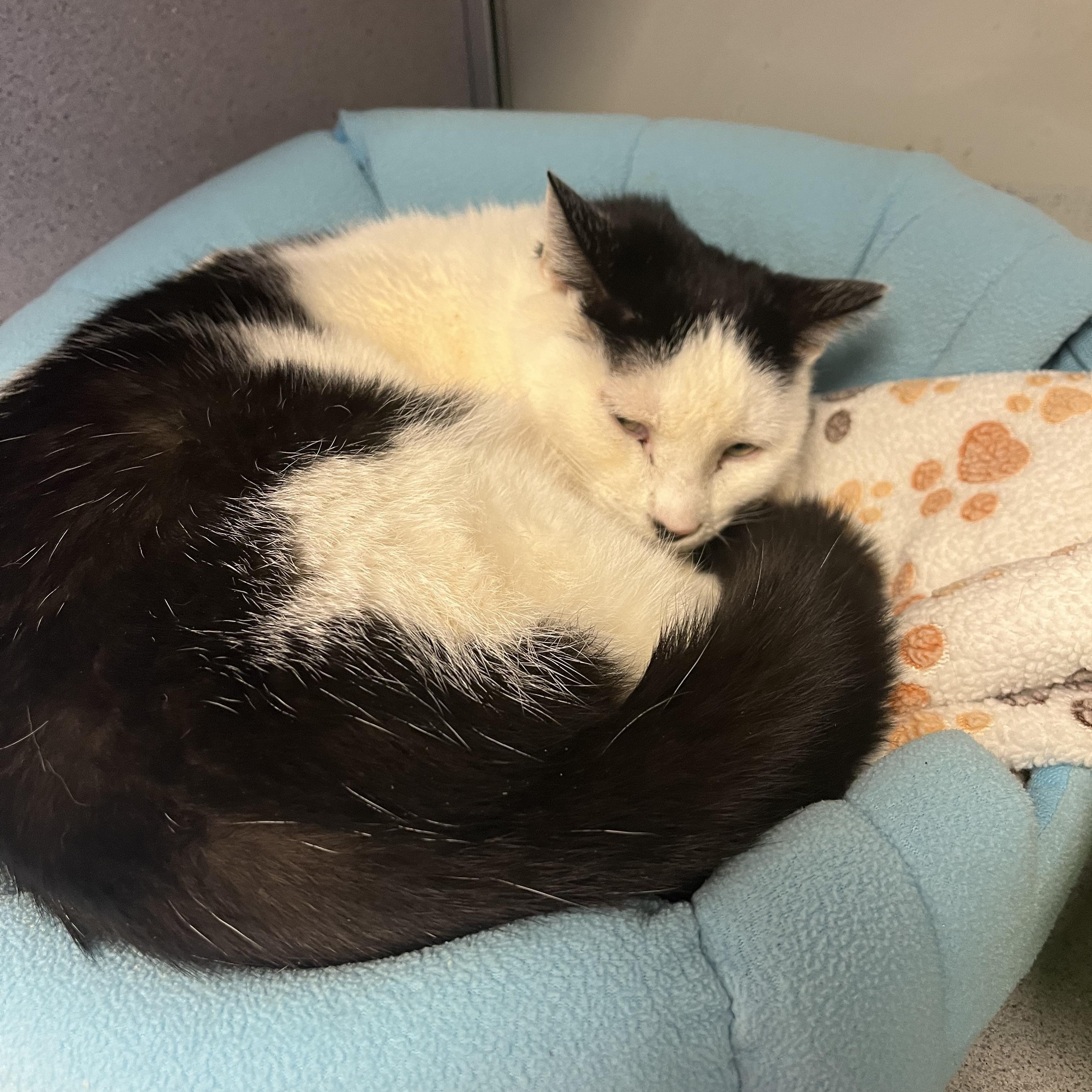 Enlarge Sid, a ADOPTABLE Domestic Short Hair in Cedar Rapids, IA image 3/5