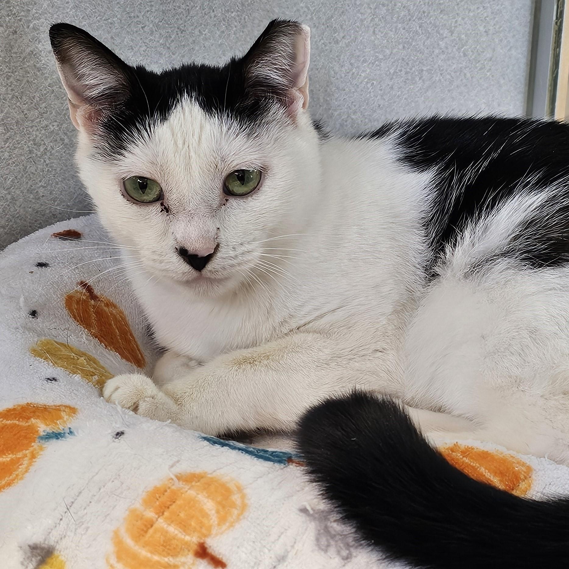 Enlarge Sid, a ADOPTABLE Domestic Short Hair in Cedar Rapids, IA image 1/5