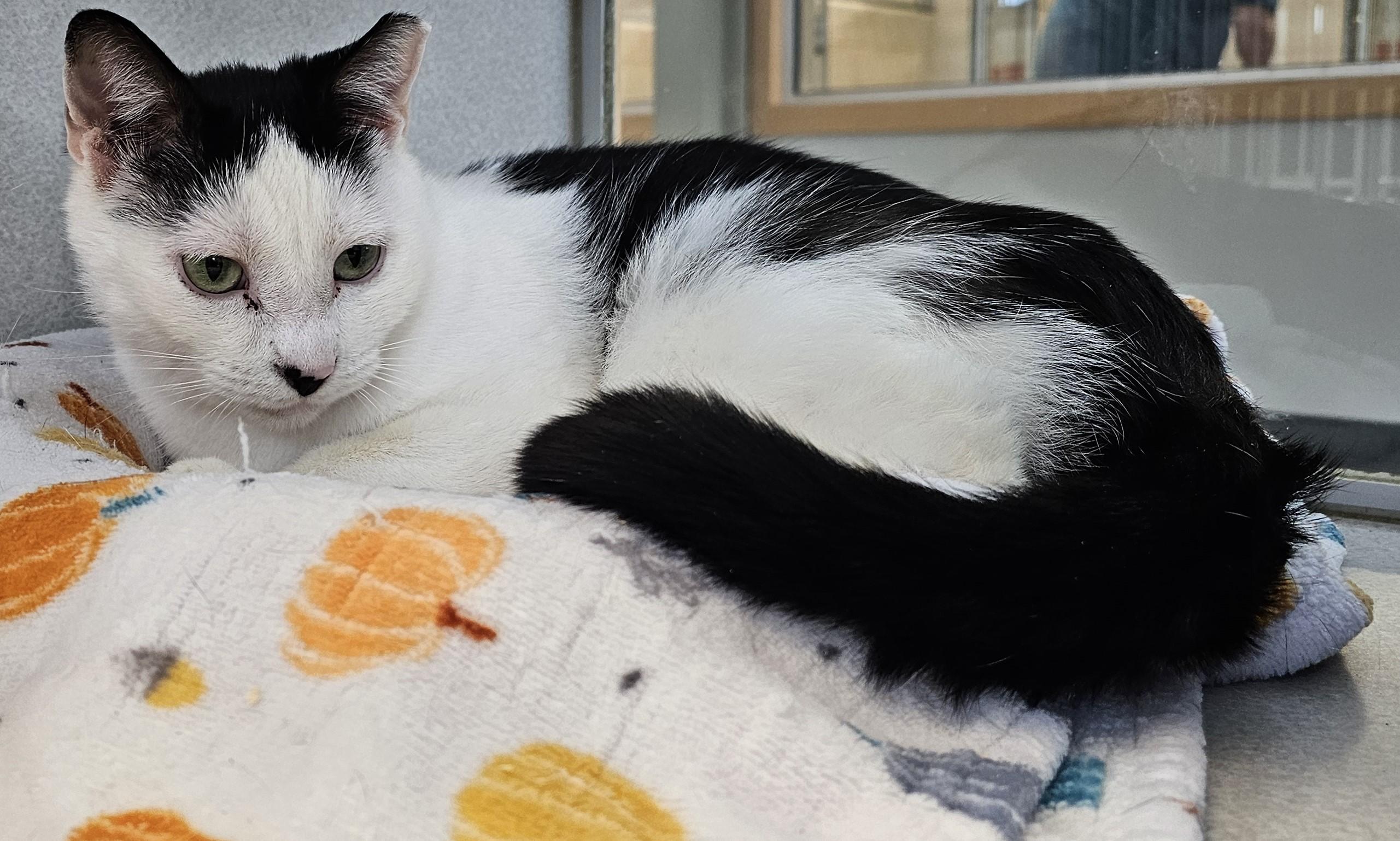 Enlarge Sid, a ADOPTABLE Domestic Short Hair in Cedar Rapids, IA image 4/5