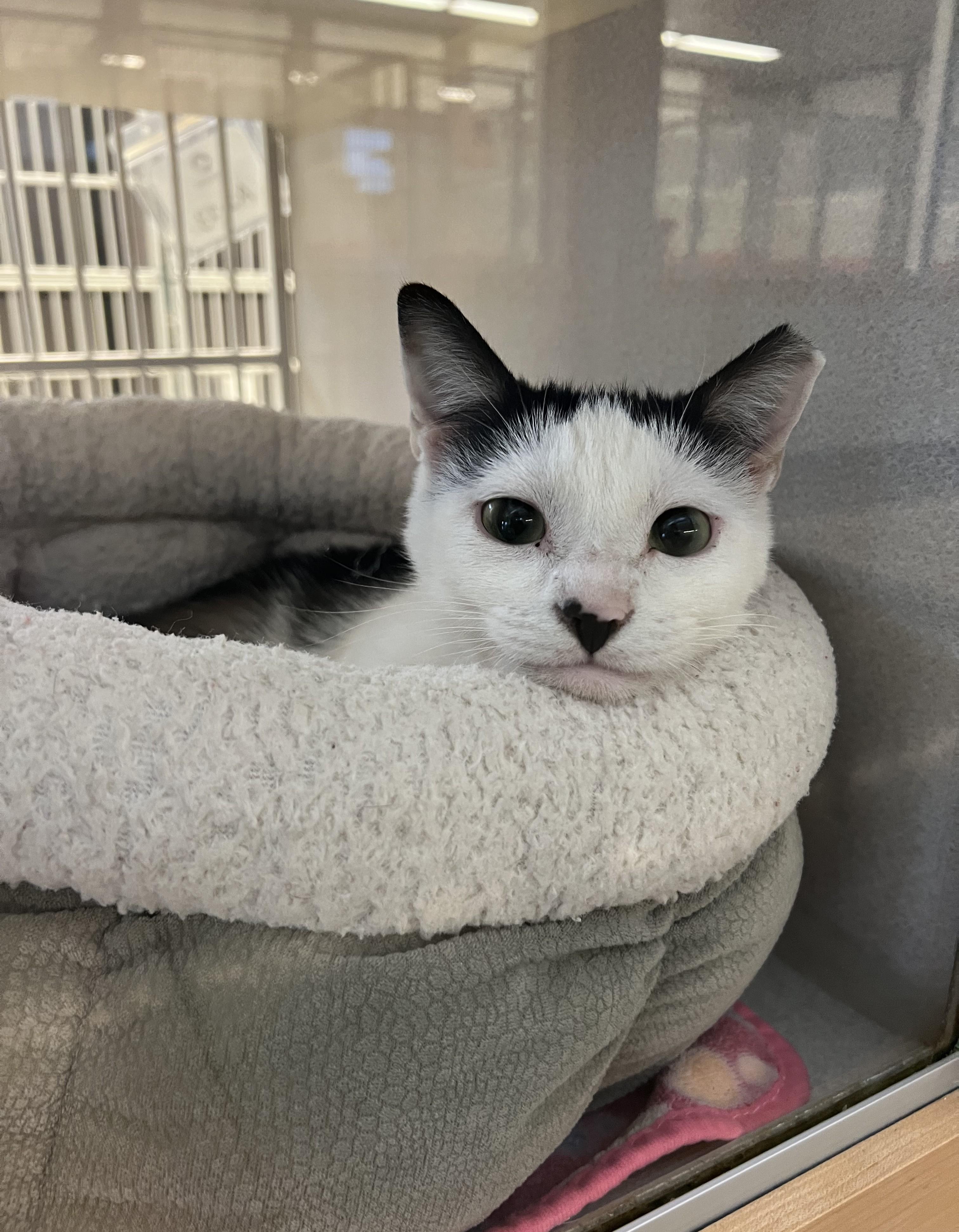 Enlarge Sid, a ADOPTABLE Domestic Short Hair in Cedar Rapids, IA image 5/5