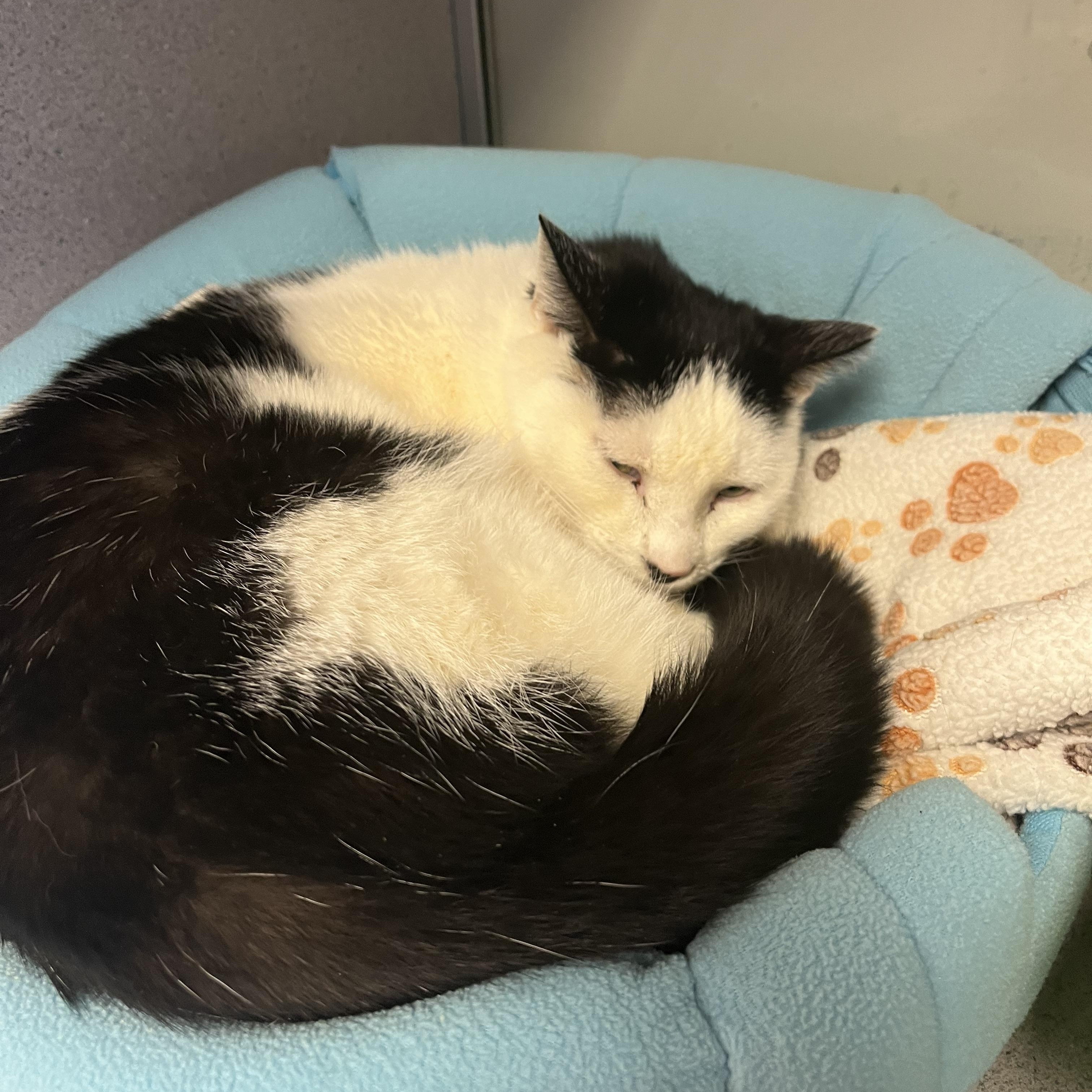 Enlarge Sid, a ADOPTABLE Domestic Short Hair in Cedar Rapids, IA image 2/5