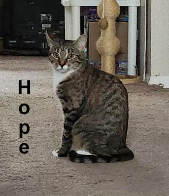 Hope Dut. (needs to be an only kitty)