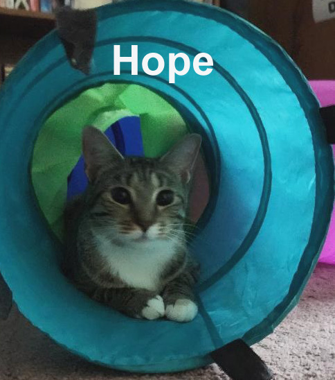 Hope Dut. (needs to be an only kitty) — thumbnail 2