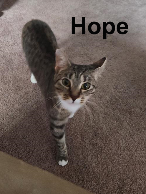 Enlarge Hope Dut.  (needs to be an only kitty), a Adoptable mixed breed in Stowe, PA image 3/6