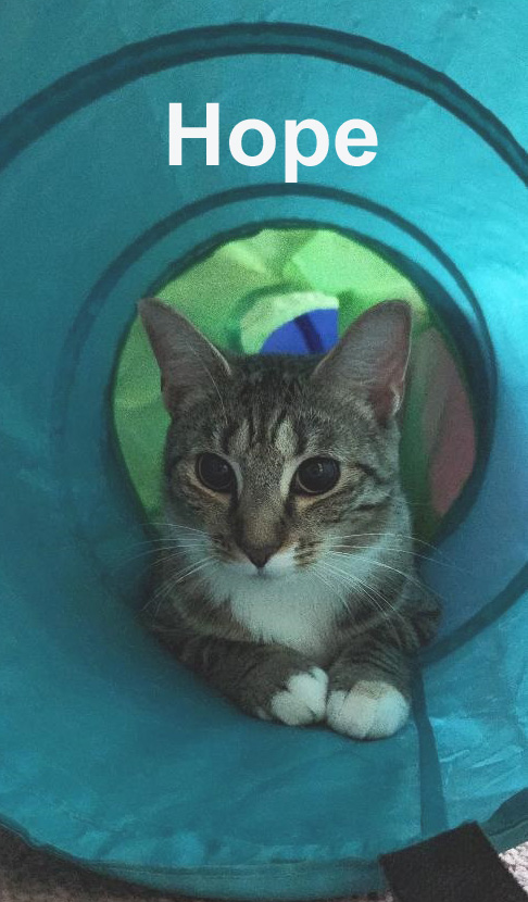 Hope Dut. (needs to be an only kitty) — thumbnail 4