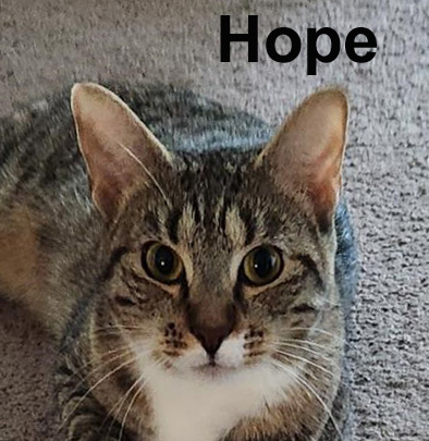 Hope Dut.  (needs to be an only kitty), Adoptable, Adult Female Domestic Short Hair & Tabby.