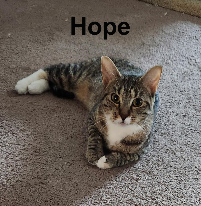 Hope Dut. (needs to be an only kitty) — thumbnail 6