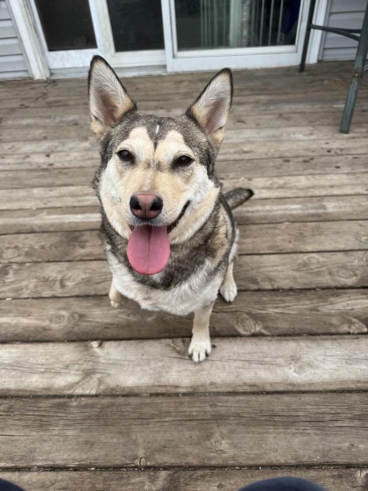 Roni, a Adoptable Mixed Breed in Mandan, ND image 2/2