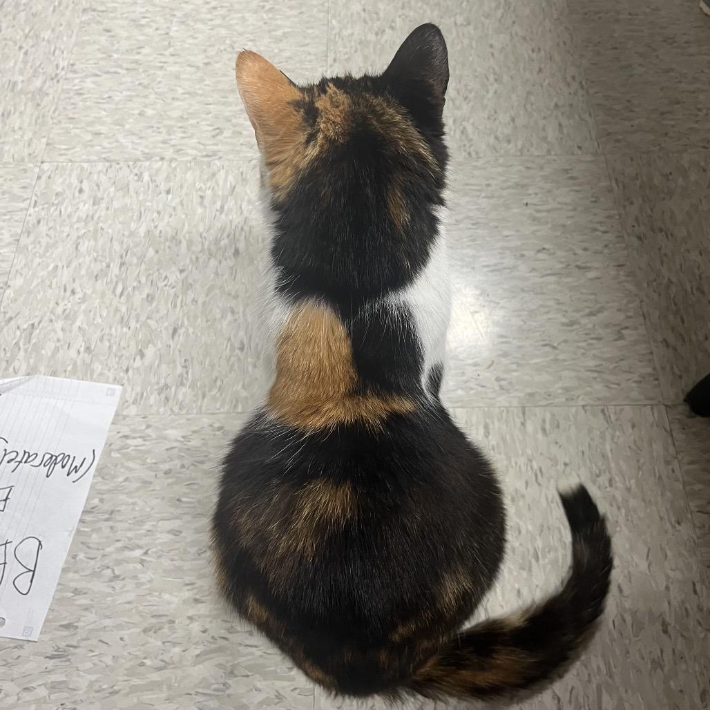 Enlarge Cleo, a Adoptable Domestic Short Hair in Silver Spring, MD image 1/6