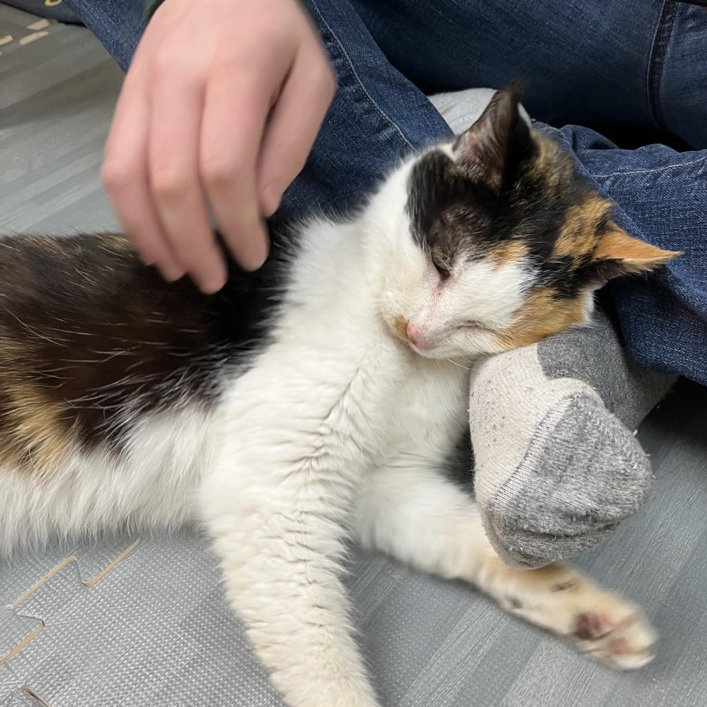 Enlarge Cleo, a Adoptable Domestic Short Hair in Silver Spring, MD image 2/6