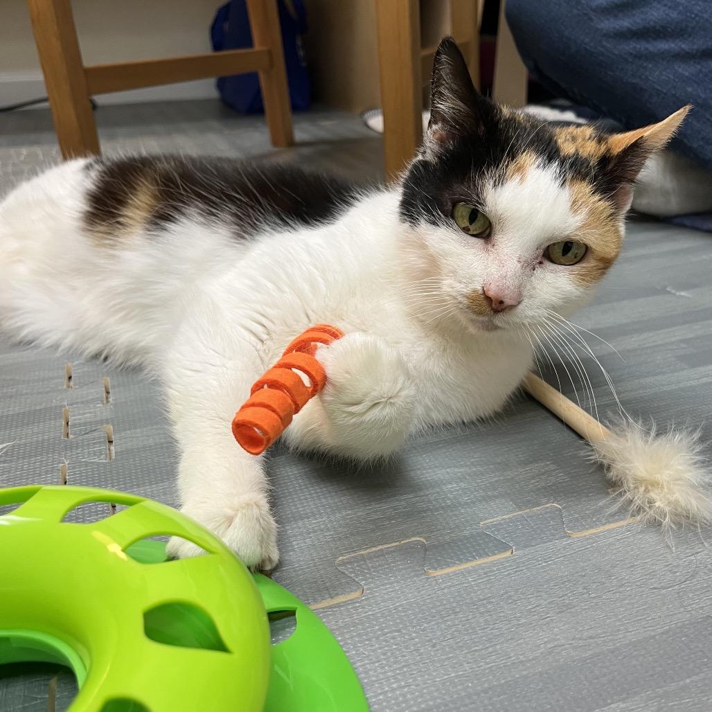 Enlarge Cleo, a Adoptable Domestic Short Hair in Silver Spring, MD image 3/6