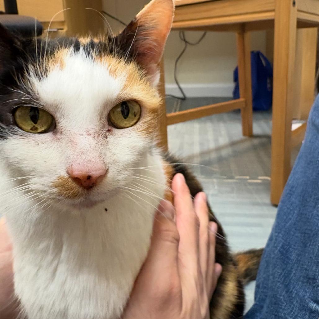 Enlarge Cleo, a Adoptable Domestic Short Hair in Silver Spring, MD image 4/6