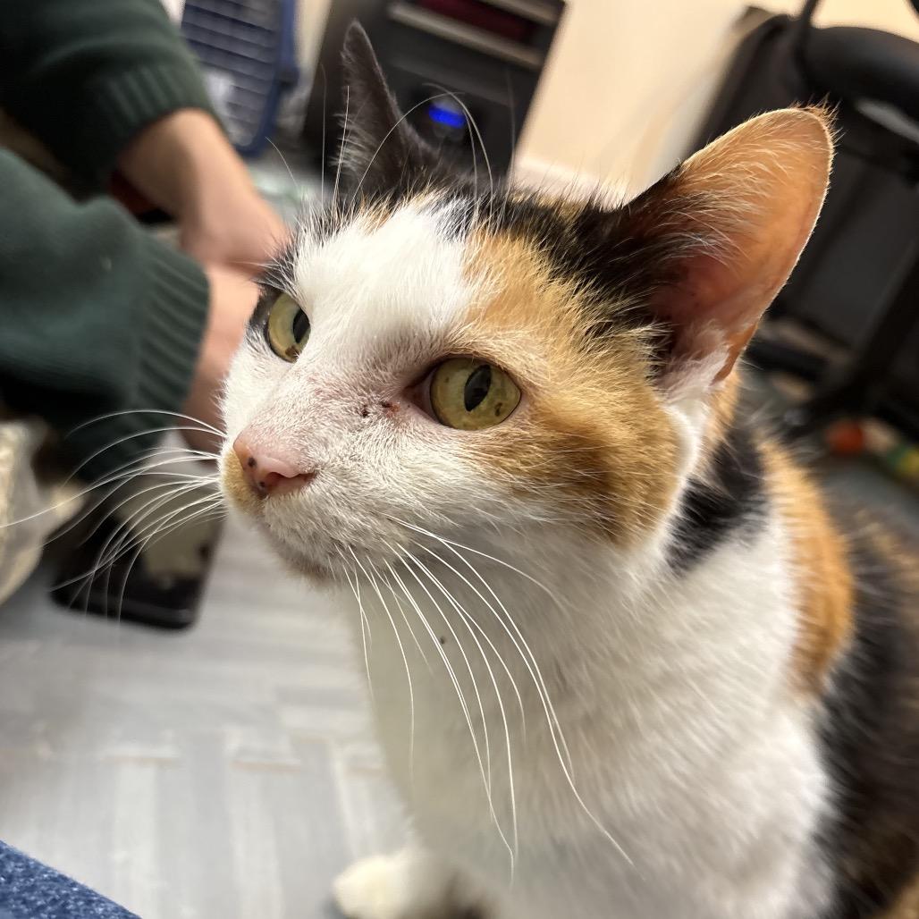 Enlarge Cleo, a Adoptable Domestic Short Hair in Silver Spring, MD image 5/6