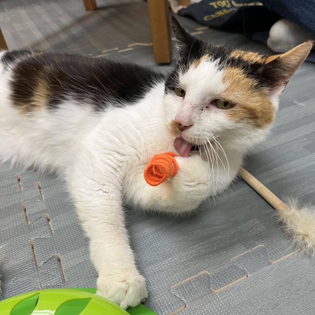 Enlarge Cleo, a Adoptable Domestic Short Hair in Silver Spring, MD image 6/6