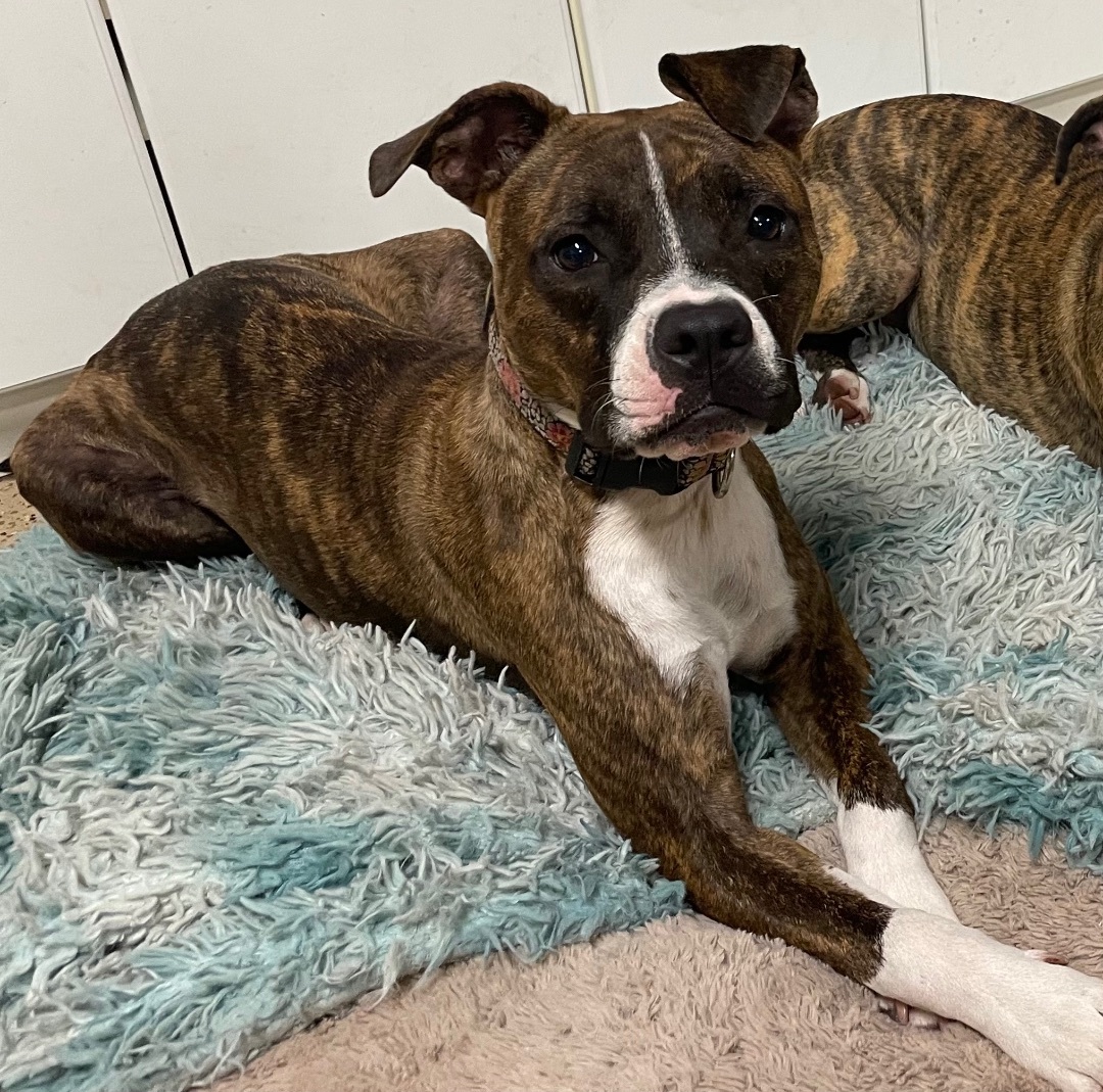 Enlarge Milk Dud, a Adoptable mixed breed in Lake Worth, FL image 2/4