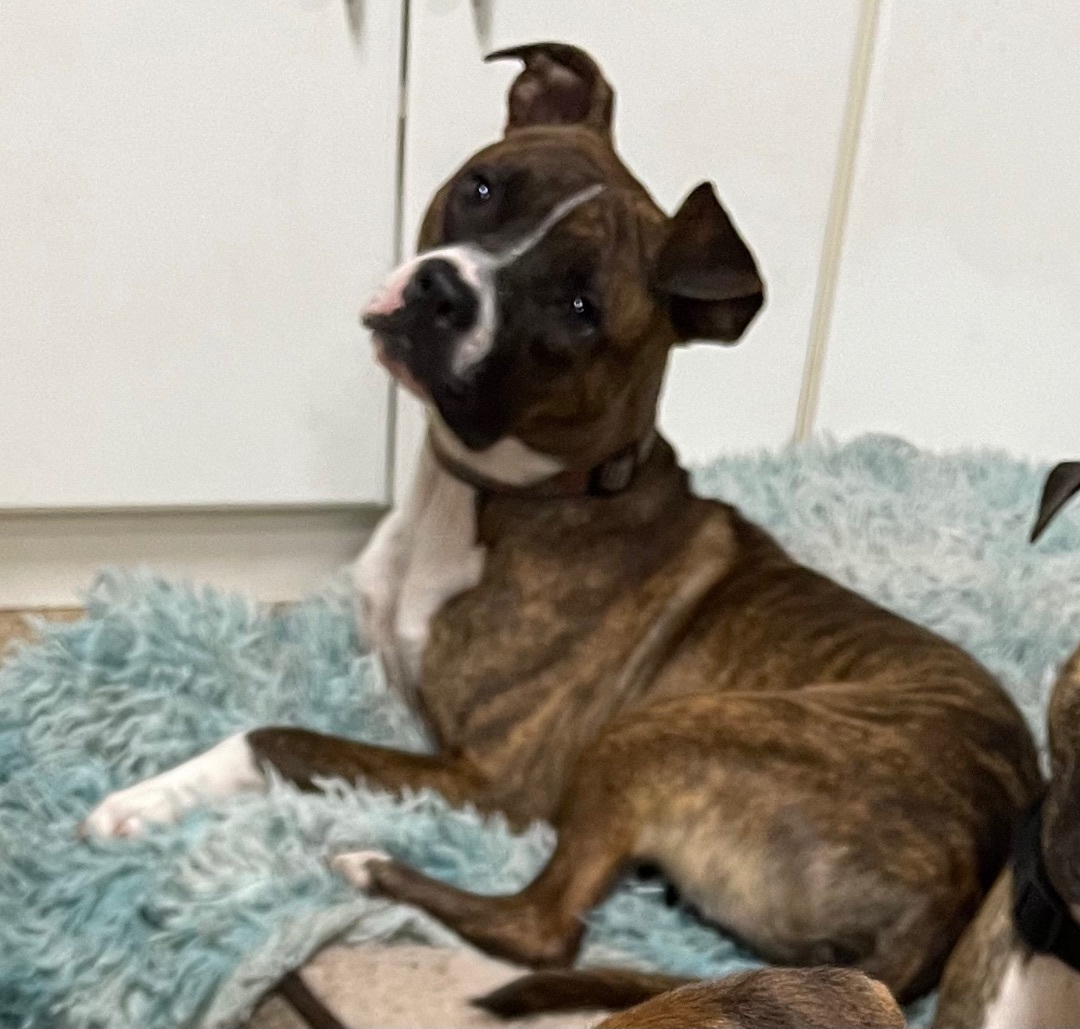 Enlarge Milk Dud, a Adoptable mixed breed in Lake Worth, FL image 1/4