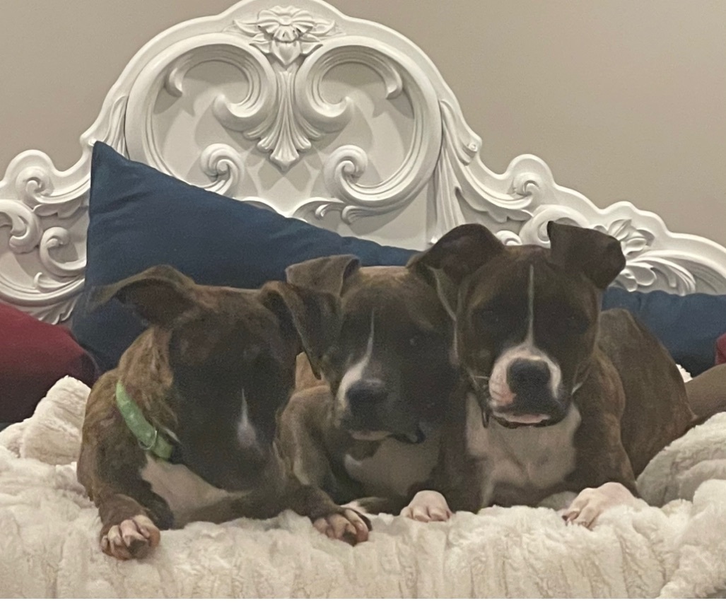 Enlarge Milk Dud, a Adoptable mixed breed in Lake Worth, FL image 4/4