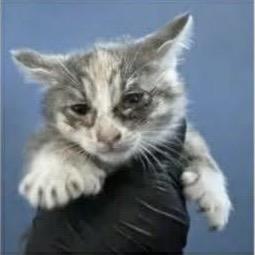 Cameo, Adoptable, Kitten Female Extra-Toes Cat / Hemingway Polydactyl & Domestic Short Hair.
