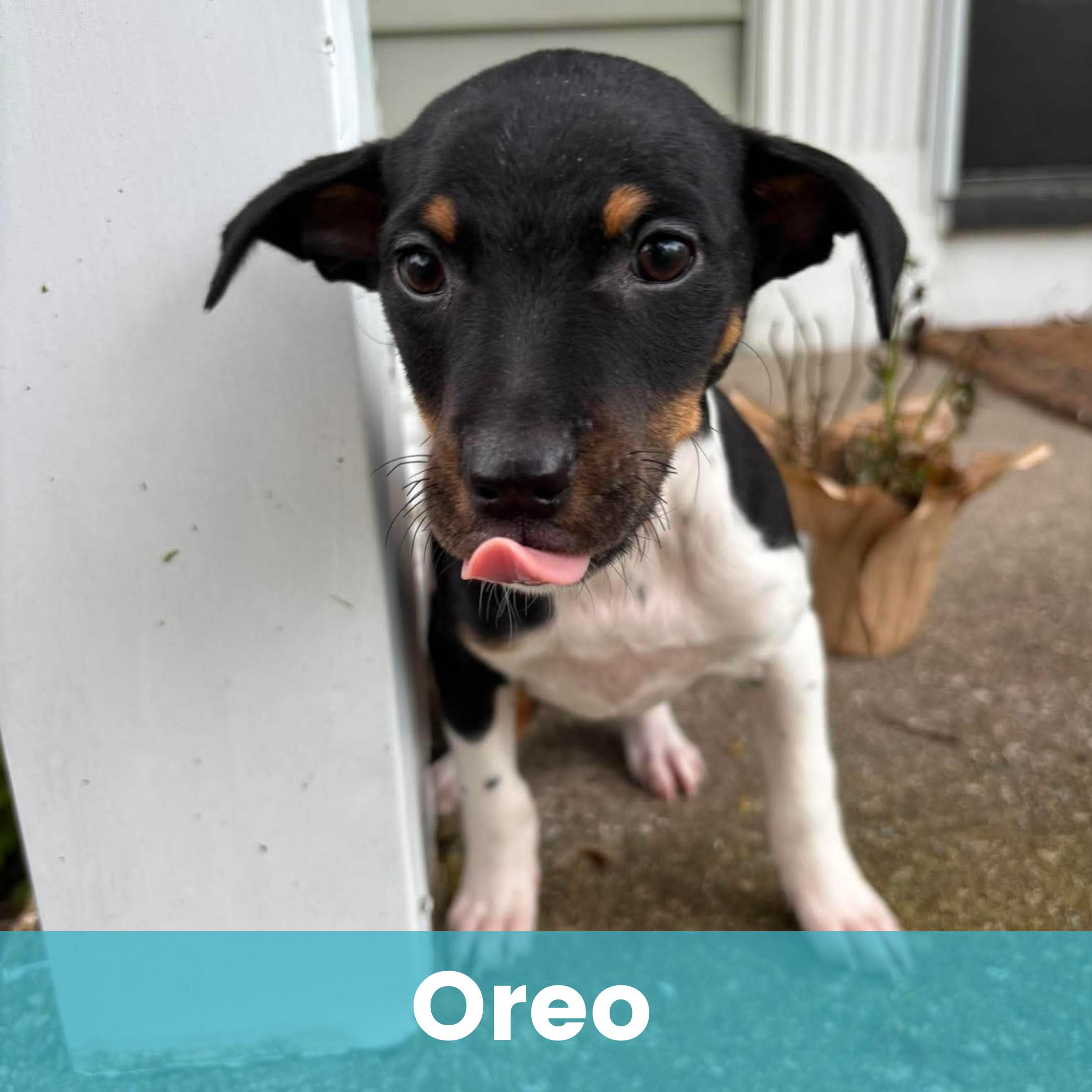 Enlarge Oreo, a ADOPTABLE Mixed Breed in Rochester , NY image 1/1