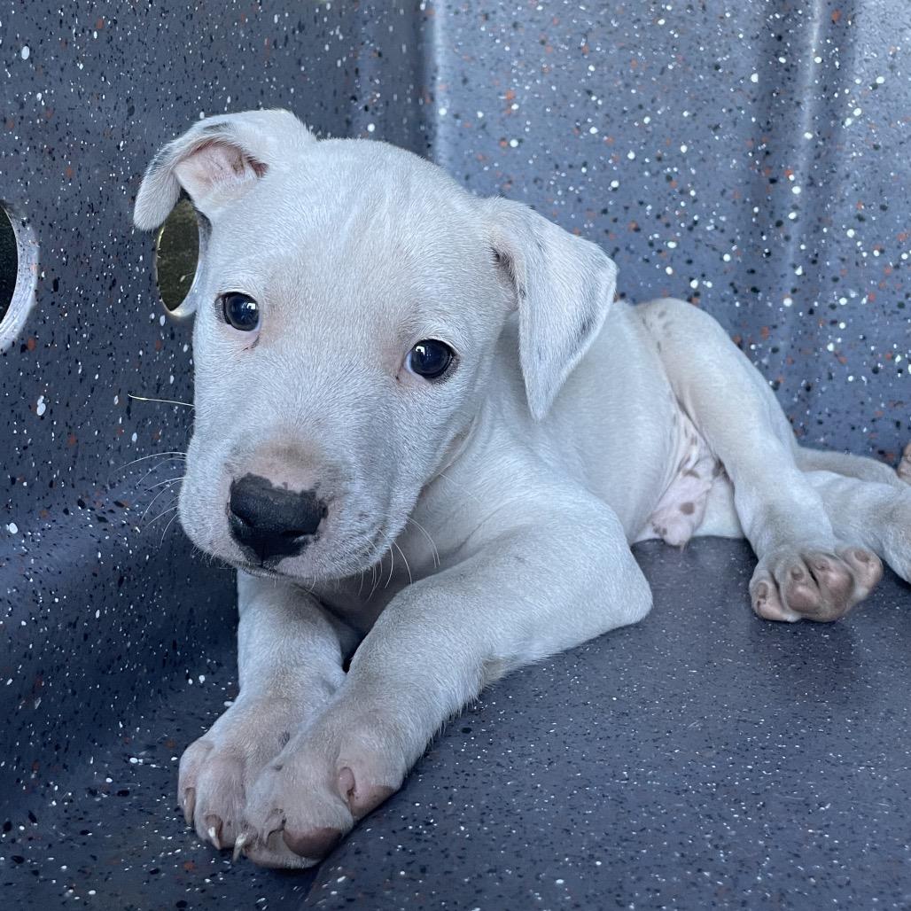 Amor (Valentine's Litter), Adoptable, Puppy Male Greyhound & Catahoula Leopard Dog.