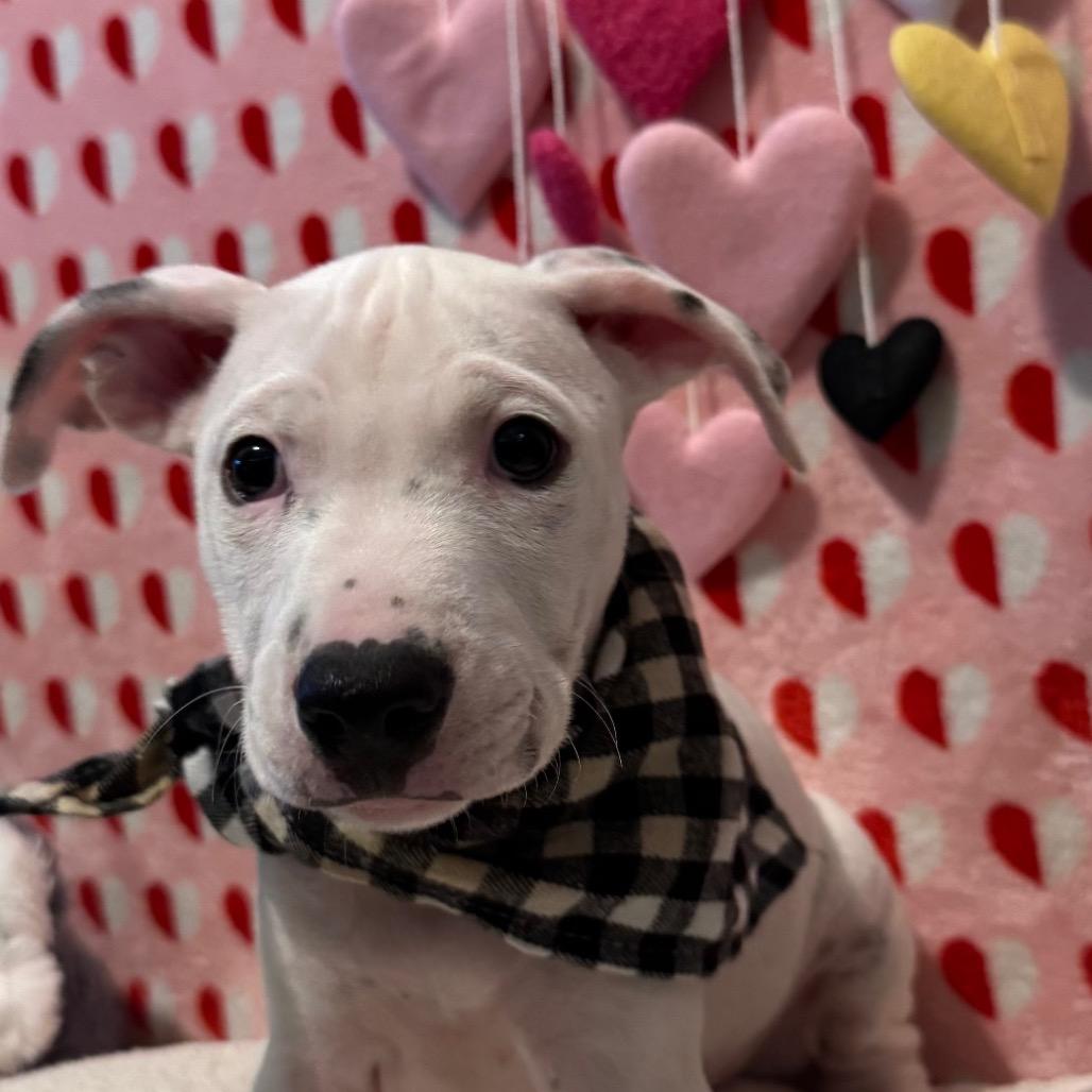 Enlarge Amor (Valentine's Litter), a Adoptable mixed breed in Volcano, HI image 2/2