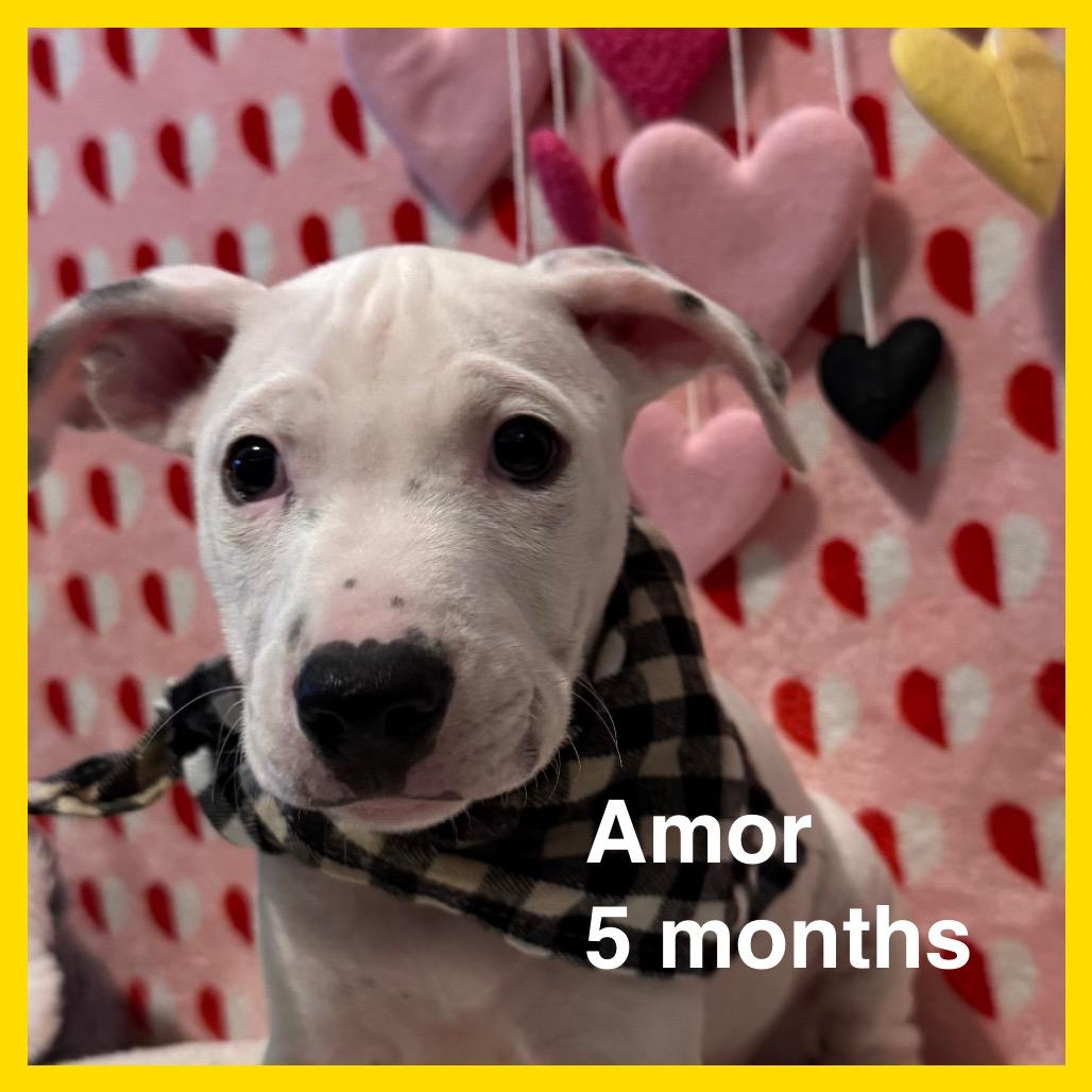 Enlarge Amor (Valentine's Litter), a Adoptable mixed breed in Volcano, HI image 2/2