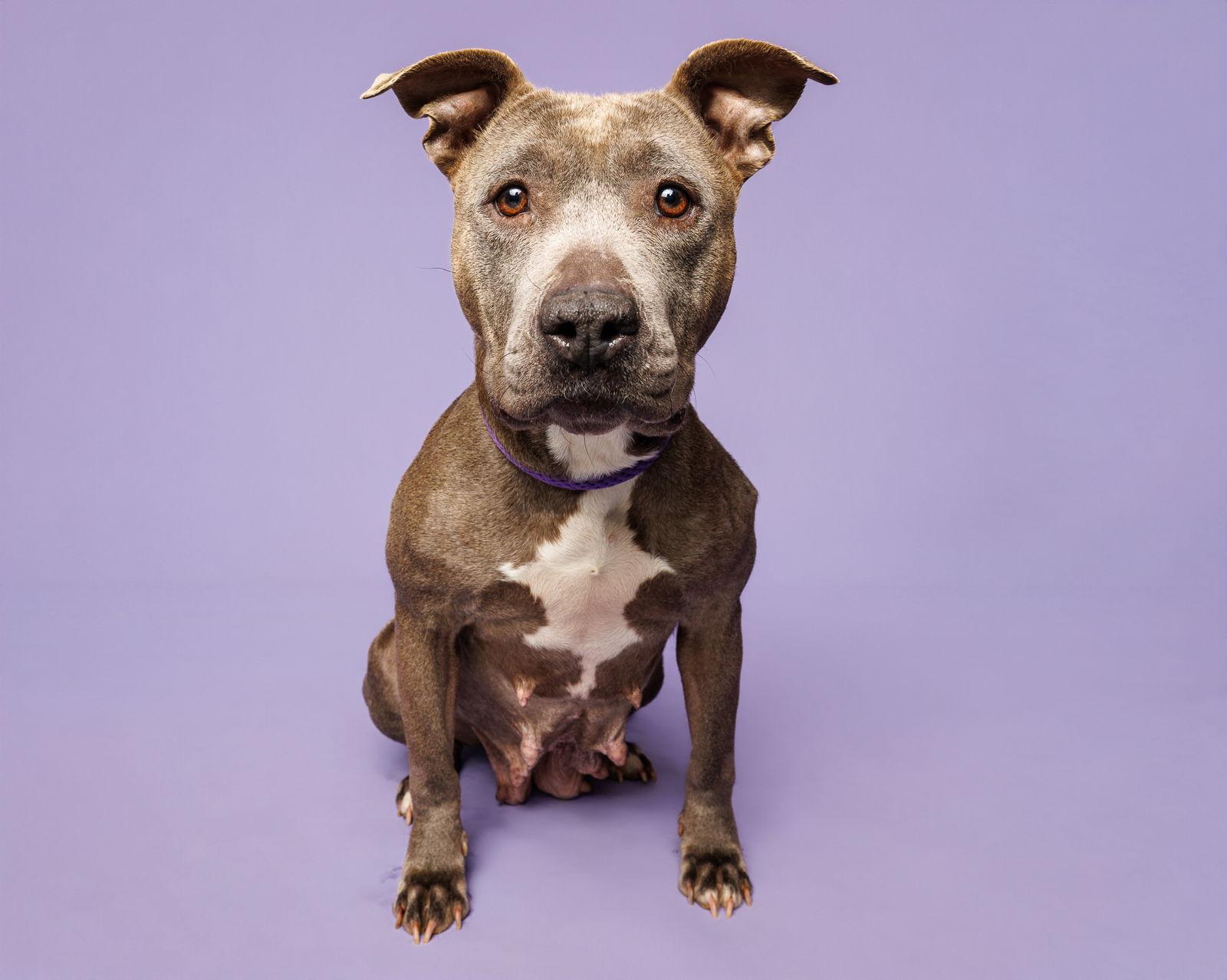 Madonna, Adoptable, Adult Female Mixed Breed.