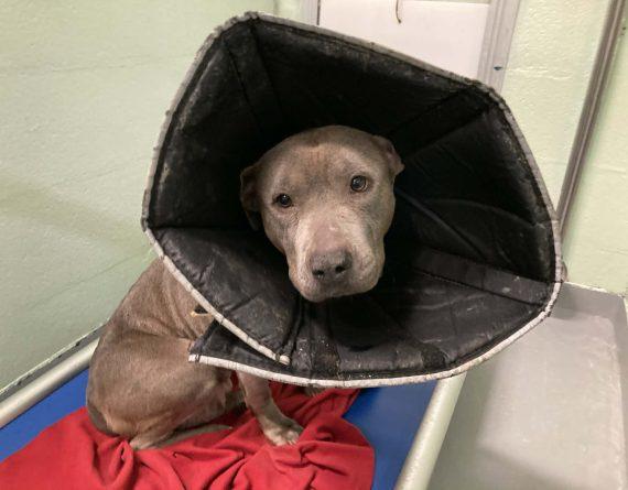 Madonna, Adoptable, Adult Female Mixed Breed.