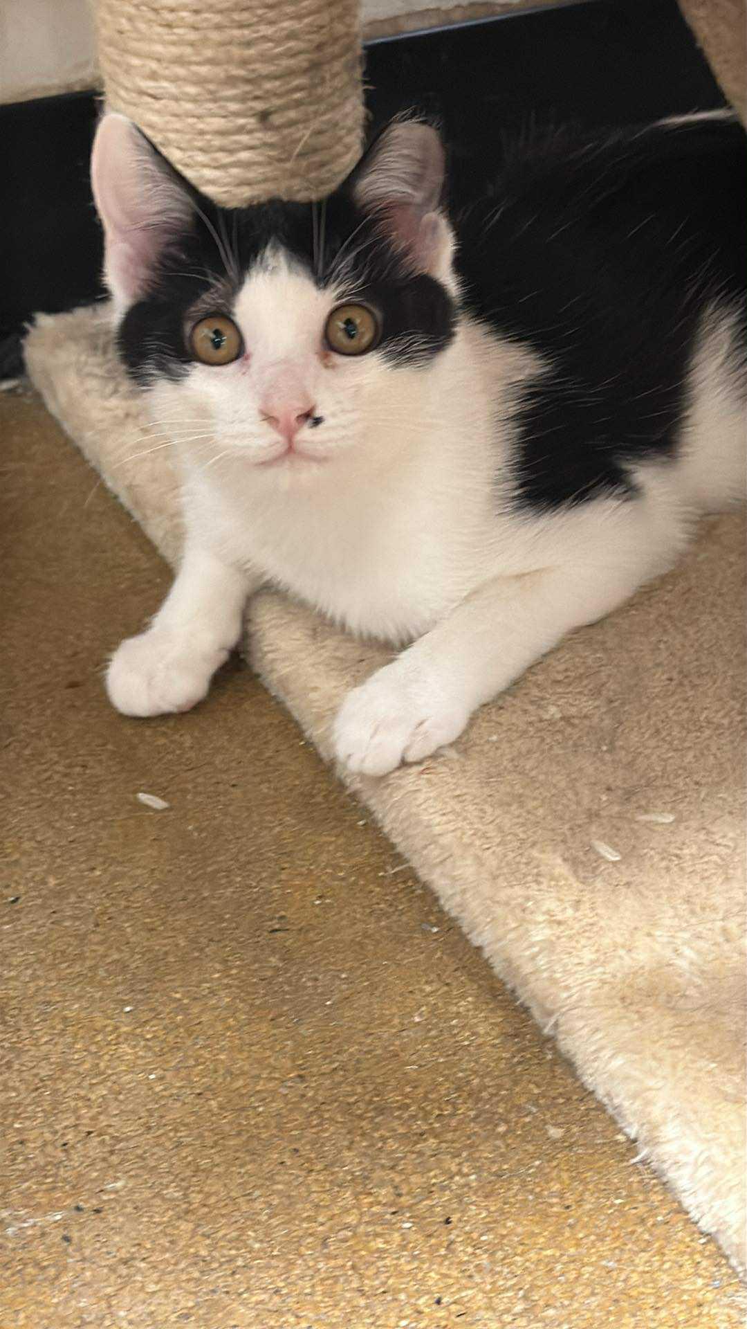 Blake, Adoptable, Young Male Domestic Short Hair.