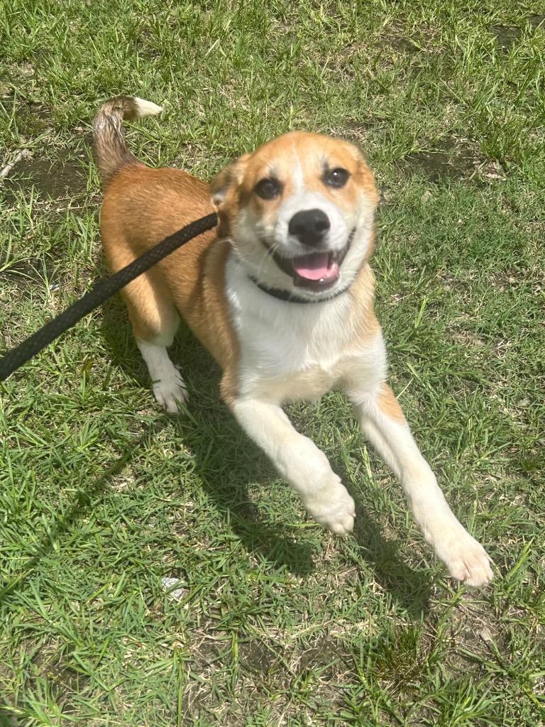 Rascal, Adoptable, Puppy Male Shepherd.
