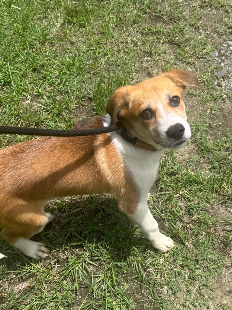 Enlarge Rascal, a Adoptable Shepherd in Benton, AR image 2/2