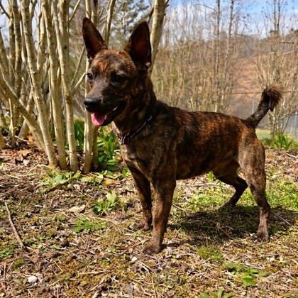Enlarge Rustee, a Adoptable mixed breed in Spruce Pine, NC image 1/1