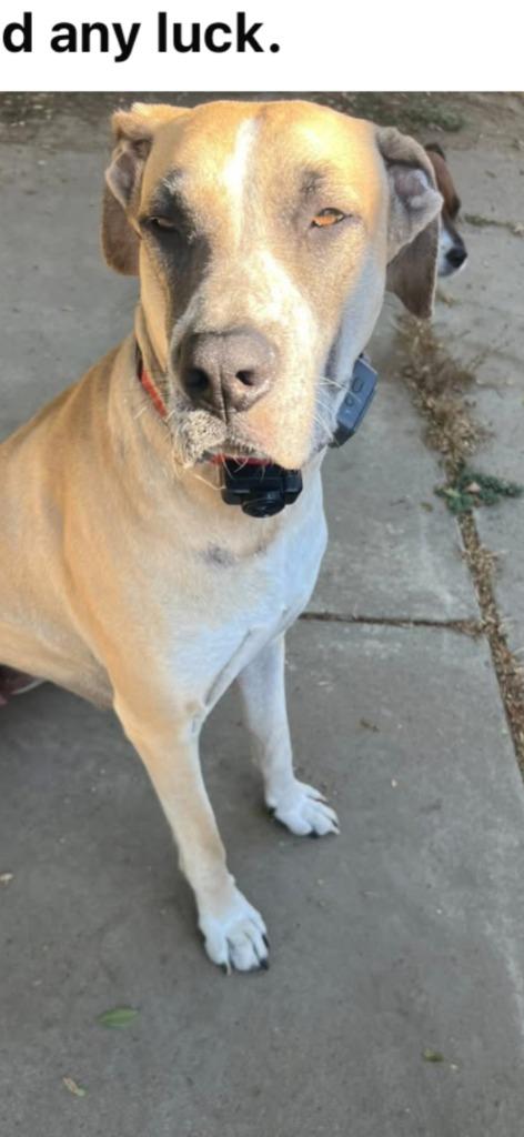 Mayflower, Adoptable, Young Female Great Dane.