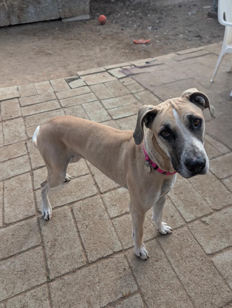 Mayflower, a Adoptable Great Dane in Reno, NV image 5/5