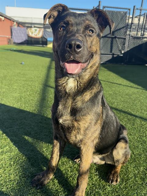 CARE BEAR, Adoptable, Young Male Pit Bull Terrier & Mixed Breed.