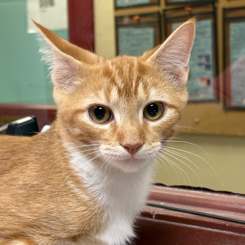 Clover, Adoptable, Kitten Male Domestic Short Hair.