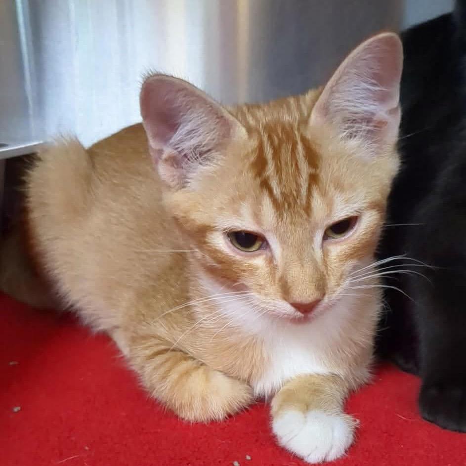 Enlarge Clover, a Adoptable Domestic Short Hair in Shinnston, WV image 2/2