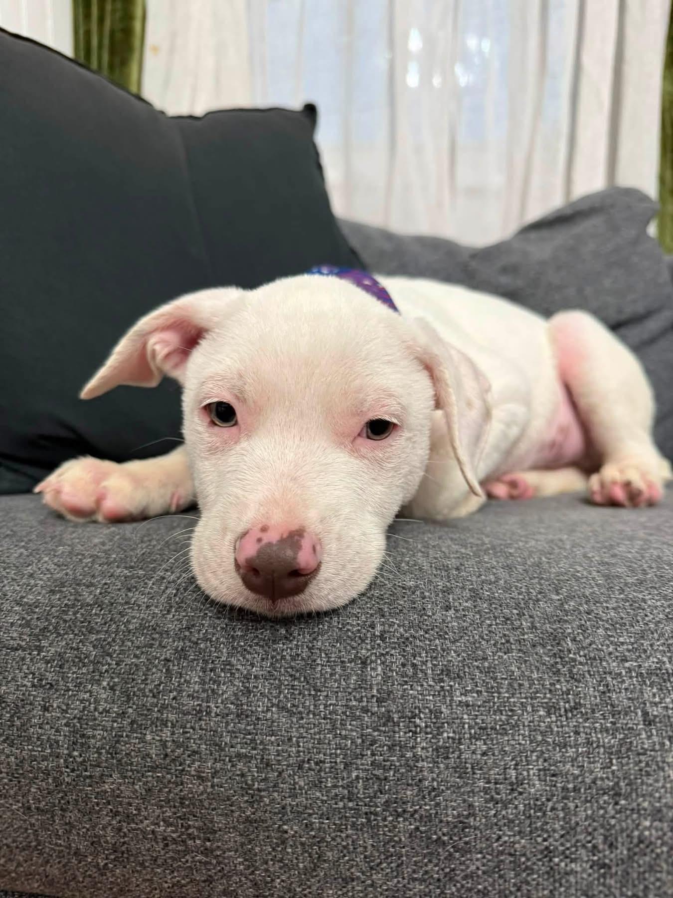 Enlarge Olaf, a ADOPTABLE mixed breed in Collingswood, NJ image 3/4