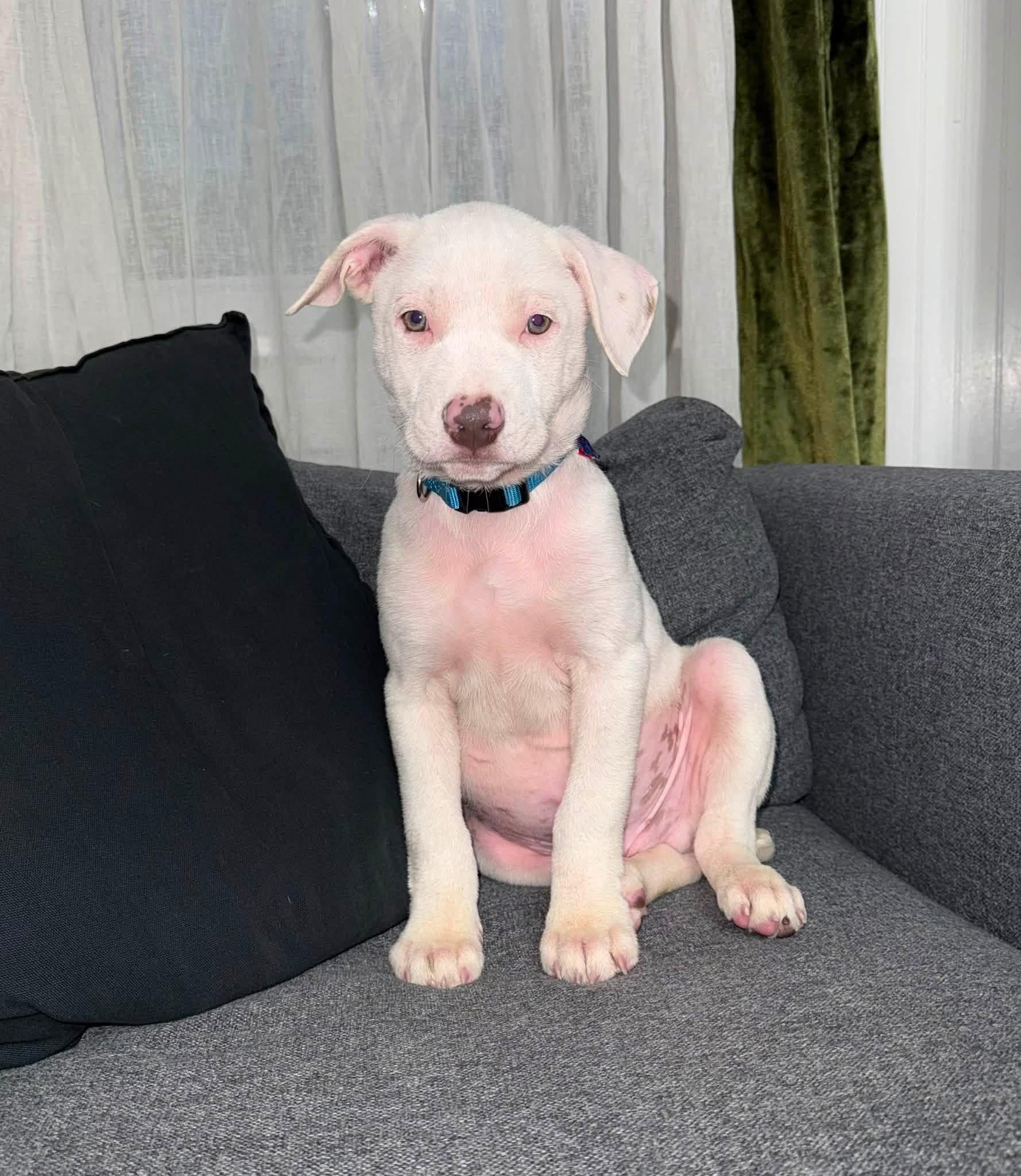 Olaf, ADOPTABLE, Puppy Male Terrier.